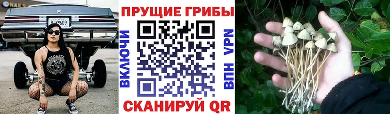 сколько стоит  Грязовец  Псилоцибиновые грибы ЛСД 